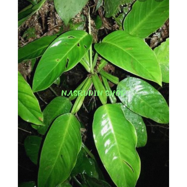 

[Fresh] TANAMAN HIAS PHILODENDRON AURANTIIFOLIUM (STEK/CUTTING BATANG) / BIBIT PHILODENDRON