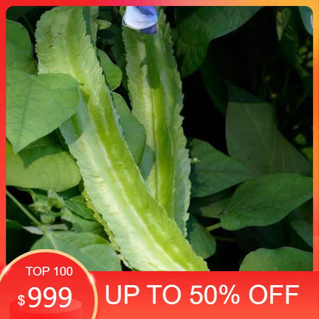 

Kecipir Muda 500gr / Cipir / Sayur Kecipir Segar