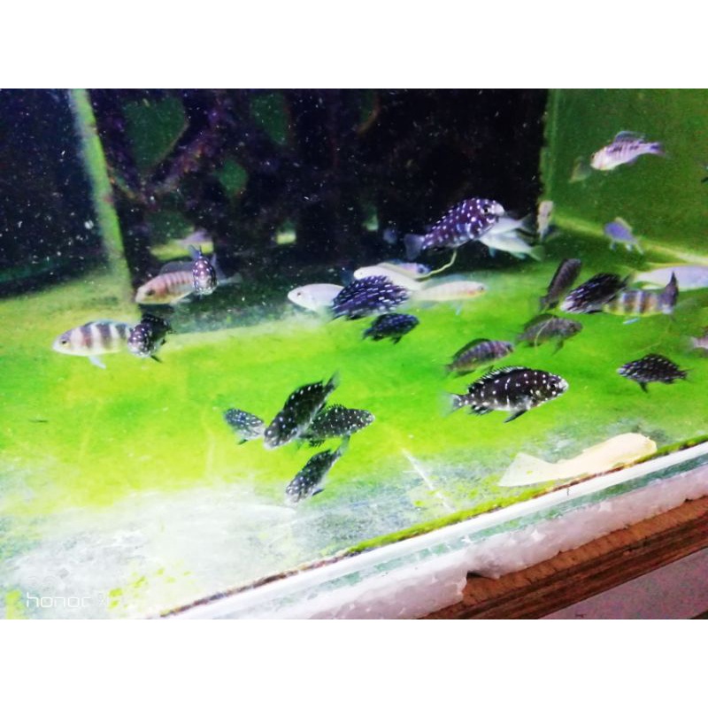 Tropheus duboisi | cichlid