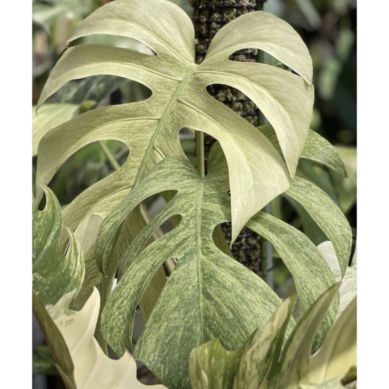 Promo Bibit Bonggol monstera Marilyn Mint Variegata Terbaik Monstera varigata mint