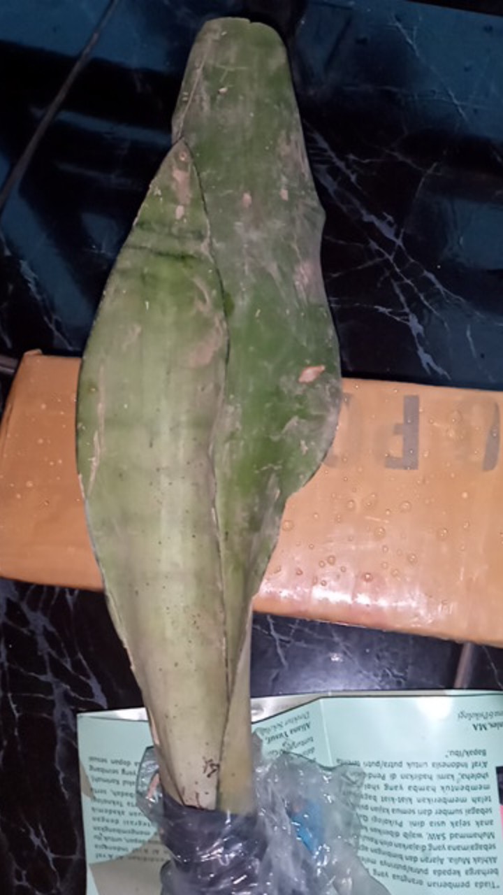 Tanaman Hias Sansivera Moon Shine