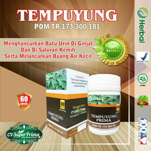 

kapsul Herbal Tempuyung Peluruh Batu Ginjal Asli 60kaps BPOM Alami Herbal Tanpa BKO