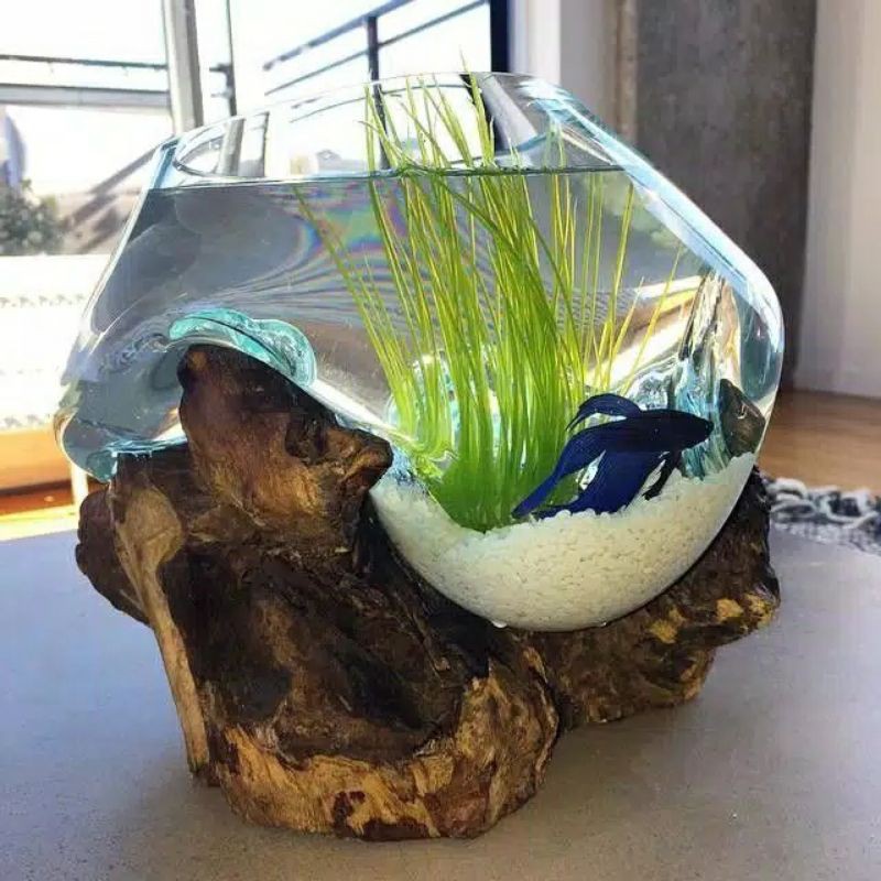 AKUARIUM IKAN CUPANG - SIZE XL / AQUASCAPE / AQUARIUM UNIK