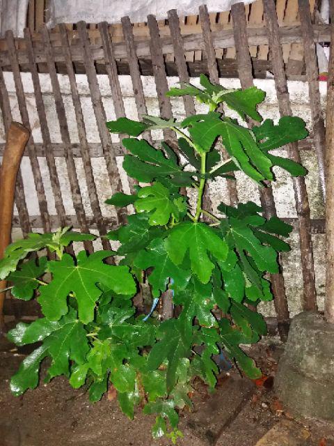 Couple Batik Broklat 2509