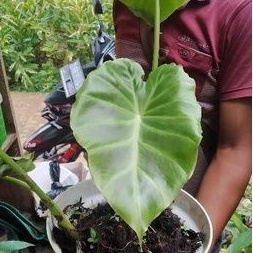 tanaman hias vivipara