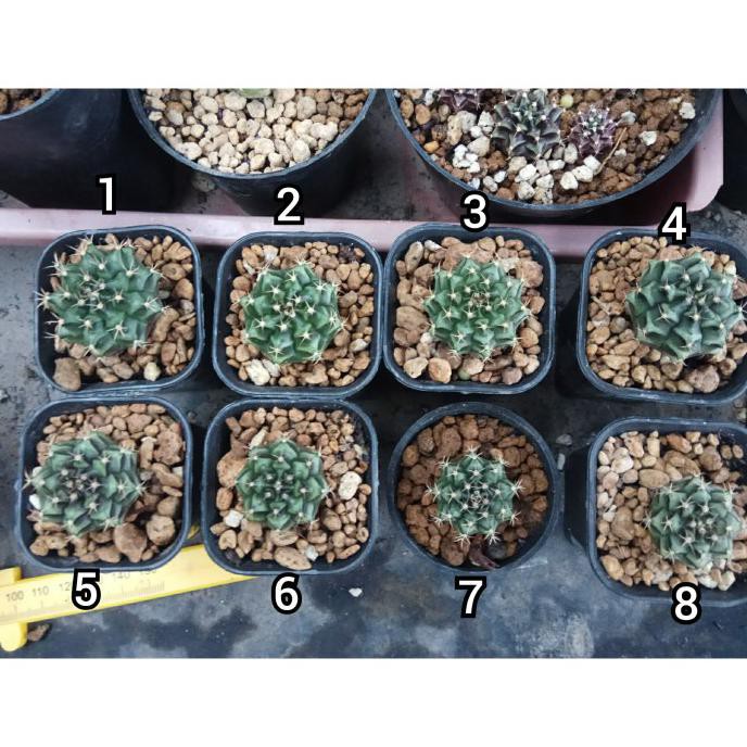 KAKTUS GYMNOCALYCIUM MIHA HYBRID