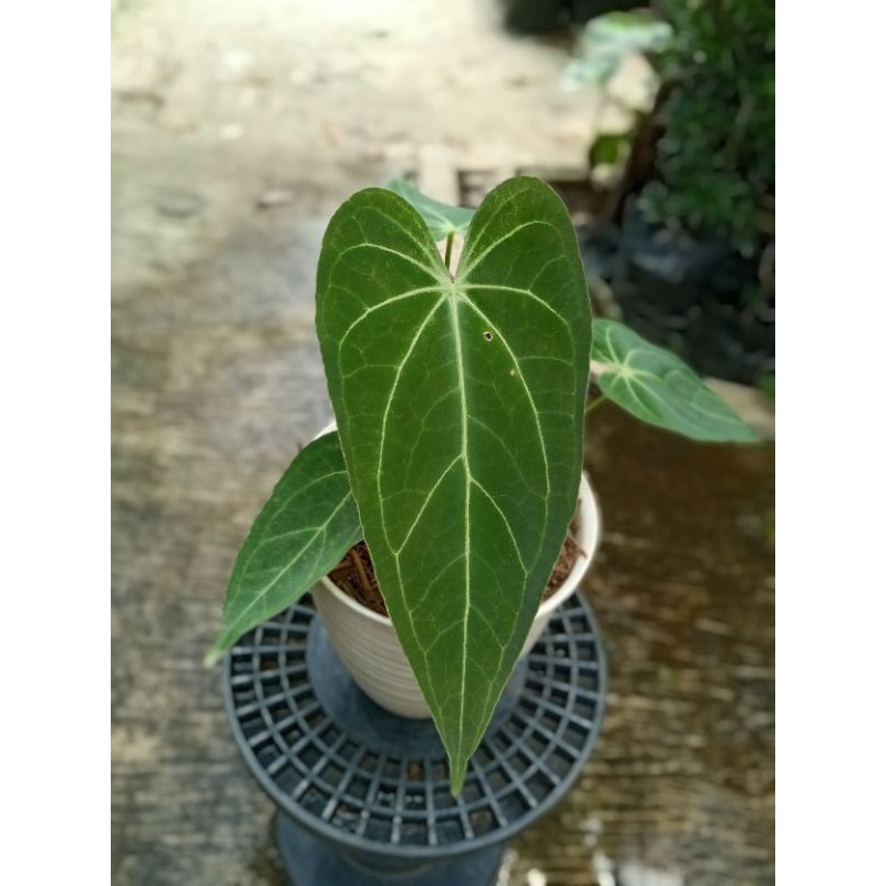 Anthurium magnificum x warocqueanum