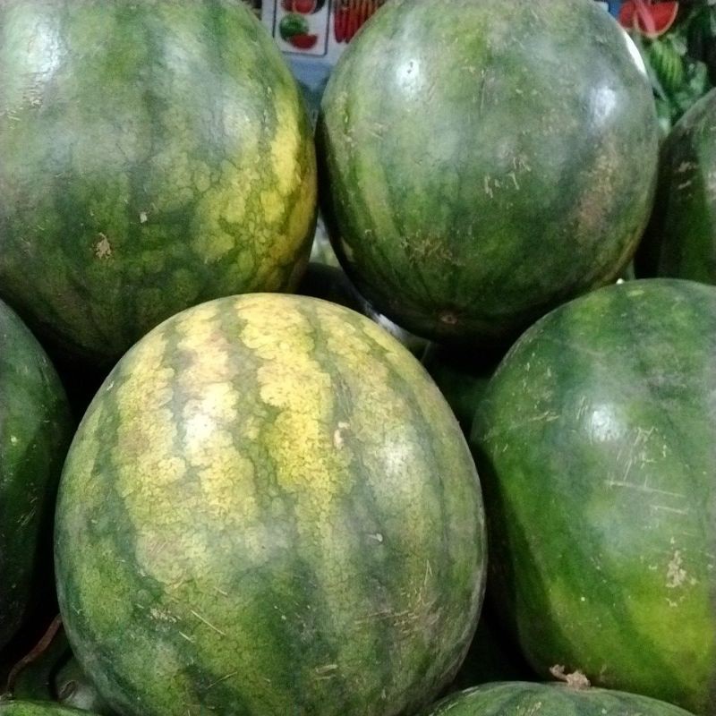 

Semangka