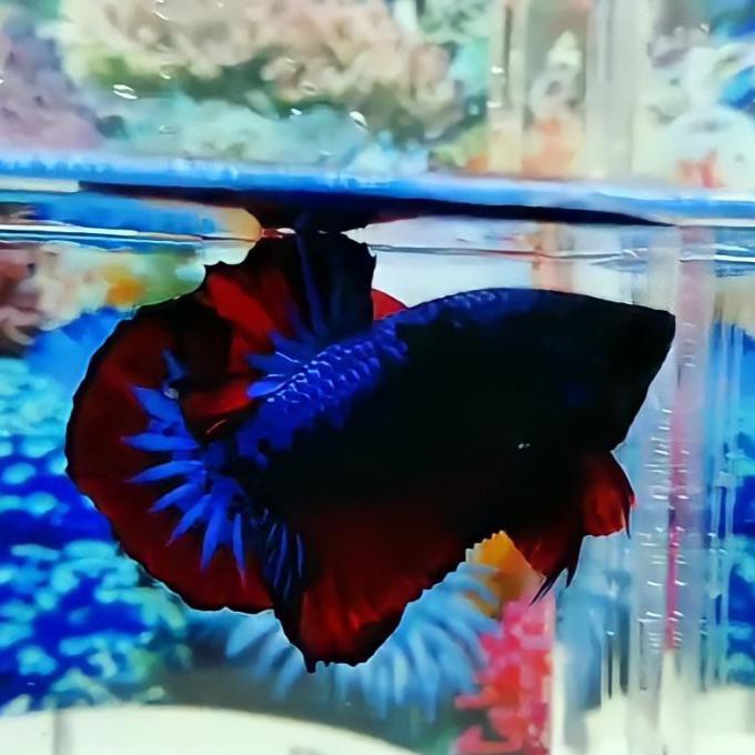 Ready Ikan Cupang Giant Avatar Beli 3 Bonus 1 Male/Female Bo 3,8~4,5