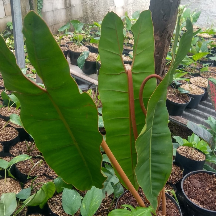 Tanaman Hias Philodendron Kabel Busi Philo Kabel Busi Besar Shopee Indonesia