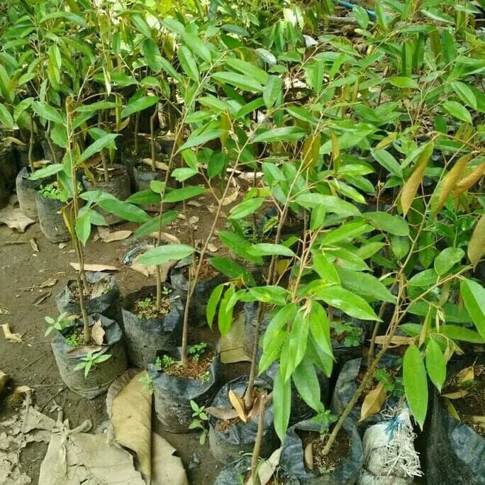 FXX PAKET 3 BIBIT TANAMAN BUAH DURIAN MONTONG XX
