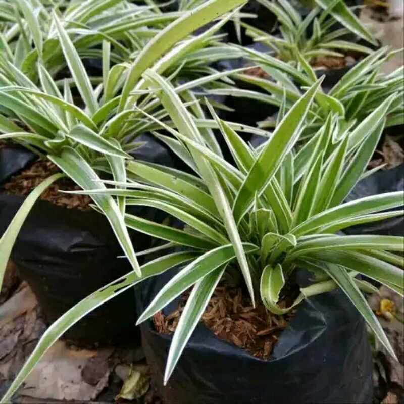 Tanaman hias lili paris umbi-tanaman hias lily paris lili-lily paris kuning-tanaman hias song of hin