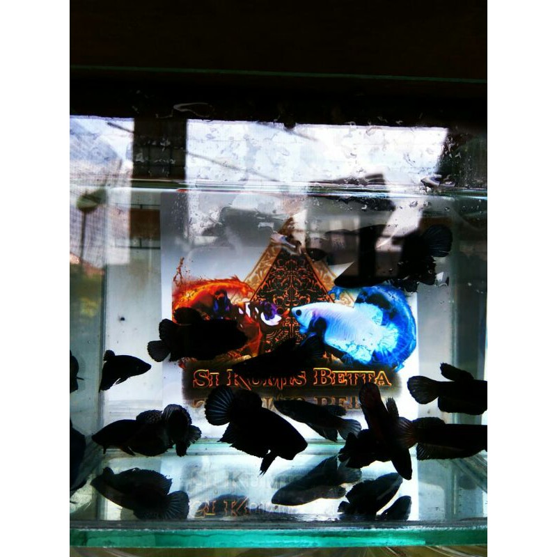 

cupang super black, blacking