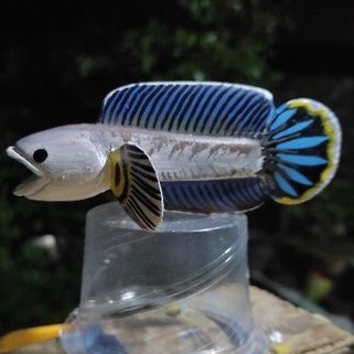 Patung untul Channa Andrao Mangap 10cm