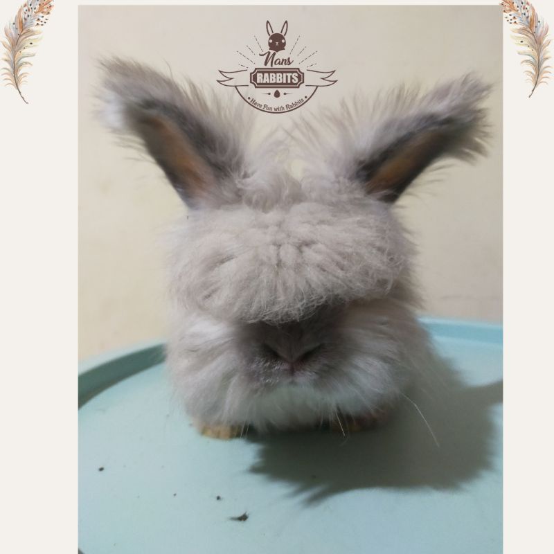kelinci English Anggora Crosline