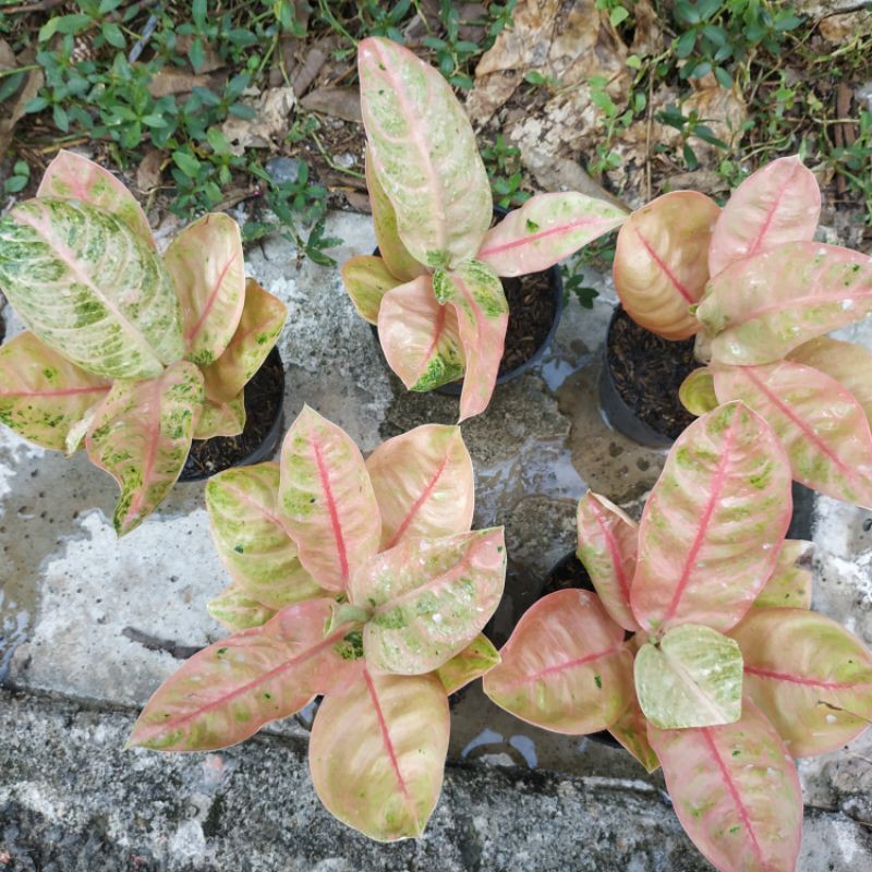 Denpasar Moon Aglonema