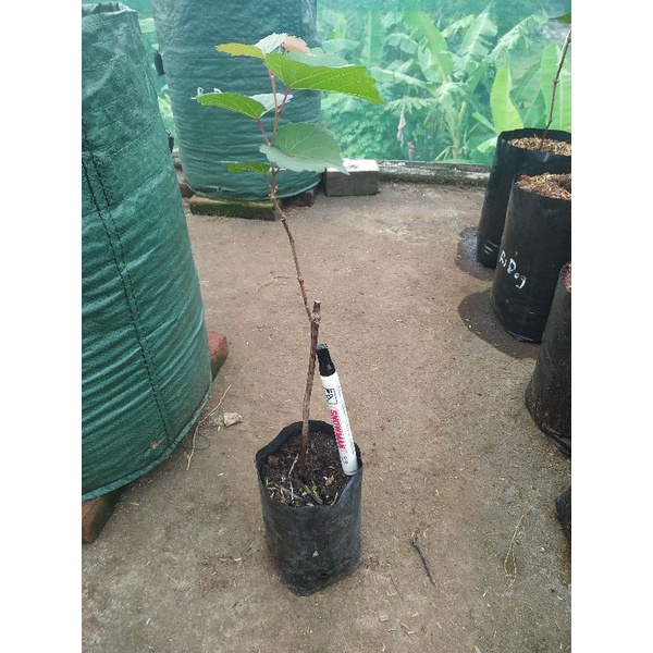 Bibit RootStock Dobrinya dan RS Ramsey