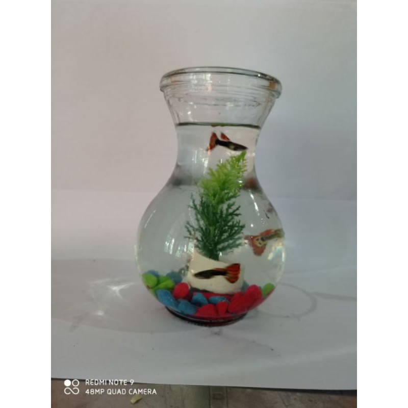 aquarium mini aquarium cupang aquarium ikan cupang vas bunga kaca tanaman keladi