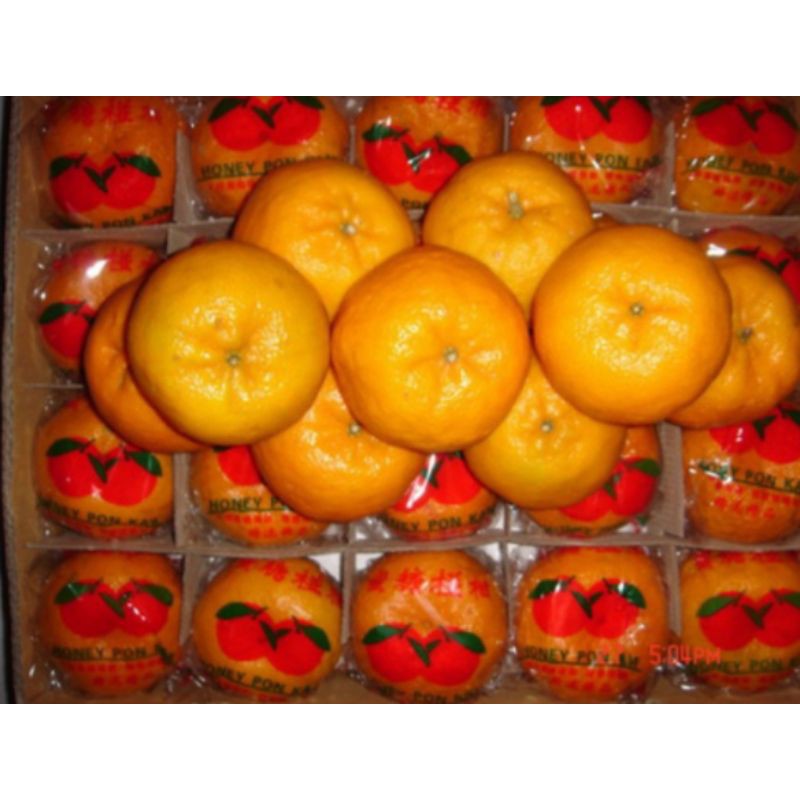 BIBIT BUAH JERUK MANDARIN/Bibit jeruk Mandarin Super Murah