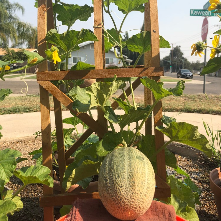 Benih-Bibit Melon Cantaloupe Hales Best Jumbo (Haira Seed)