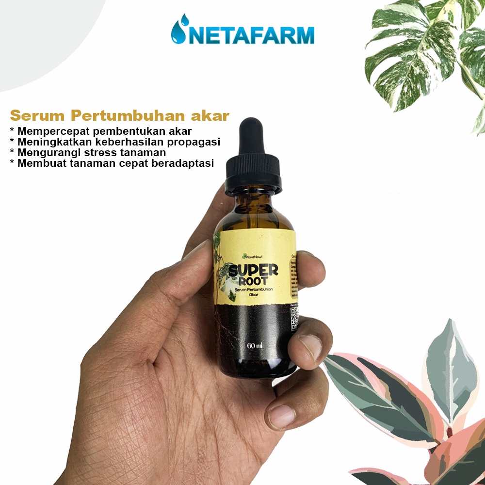 Serum Super Root untuk Pertumbuhan Akar 60ml - 1pcs