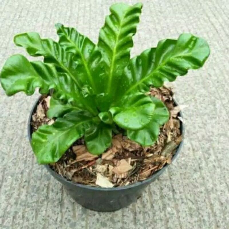 kadaka lasagna(tanaman hias bandung)