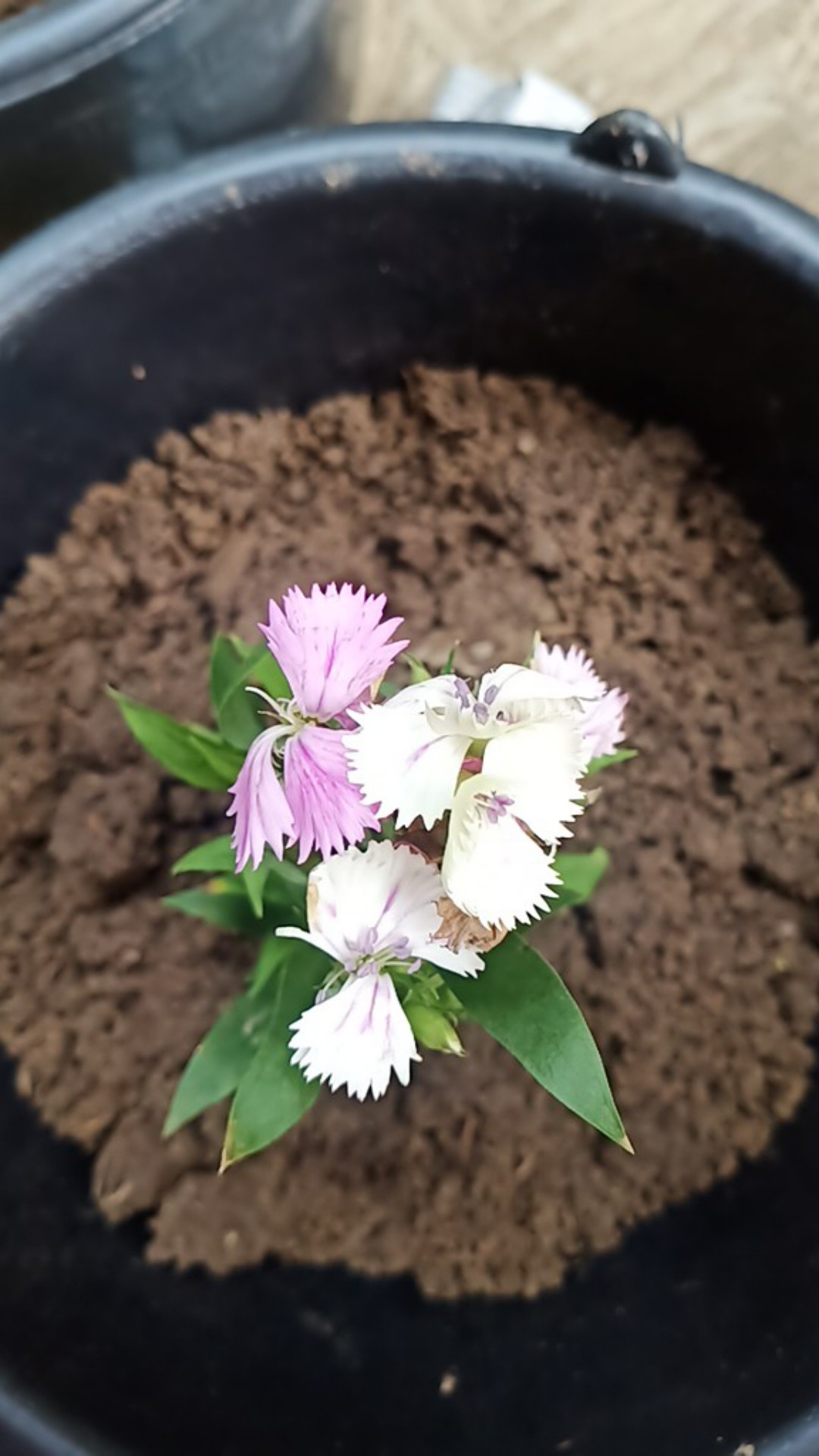Tanaman Hias Dianthus Atau Anyelir 3 Warna