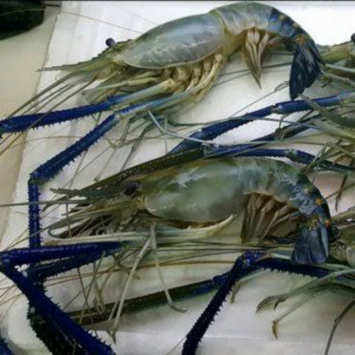 

Udang Galah Fresh Berkualitas 1Kg