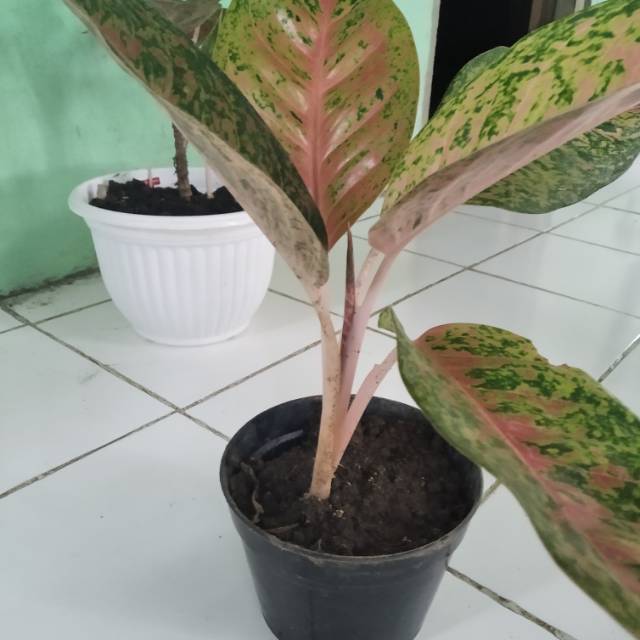 Tanaman hias agronema