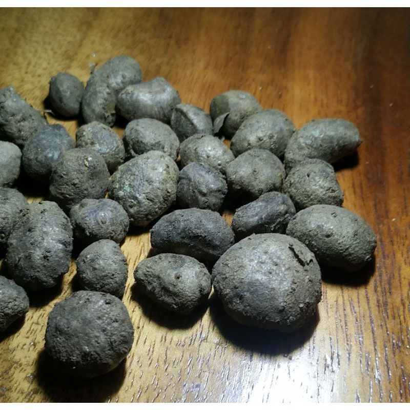 bibit katak porang asli dorman siap tanam 1 kg isi 250 - 650 (1.045 dapat 1 biji) asli madiun