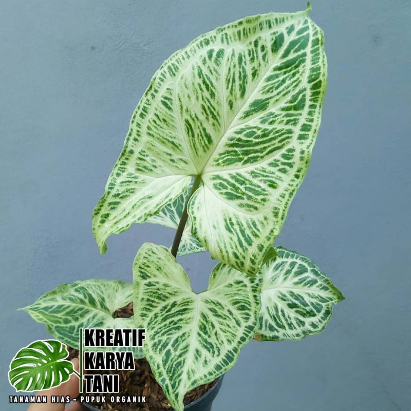 Tanaman hias syngonium batik - Syngonium batik