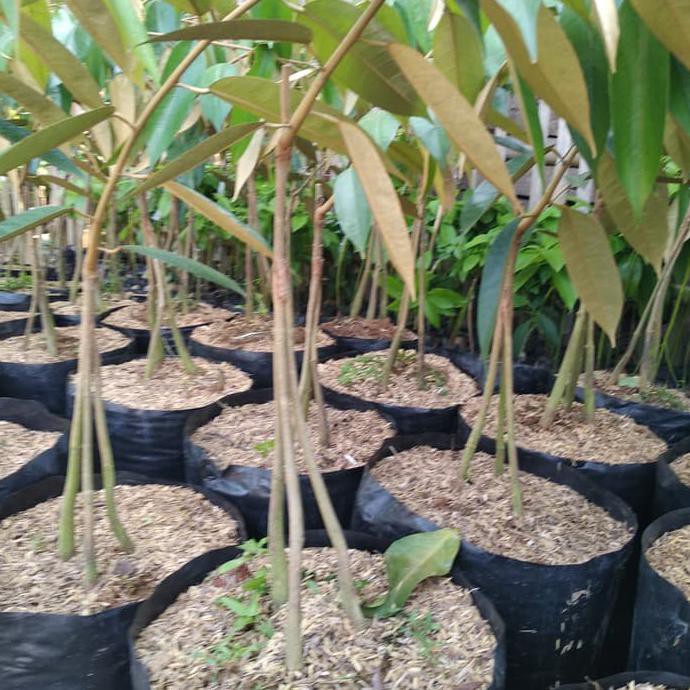 BIBIT TANAMAN BUAH DURIAN BAWOR KAKI 3 TINGGI 1 METER