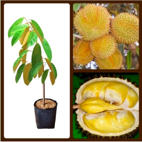 Bibit Tanaman Buah Durian Matahari
