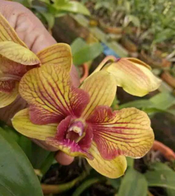 Anggrek dendro shripho strip 3 lips