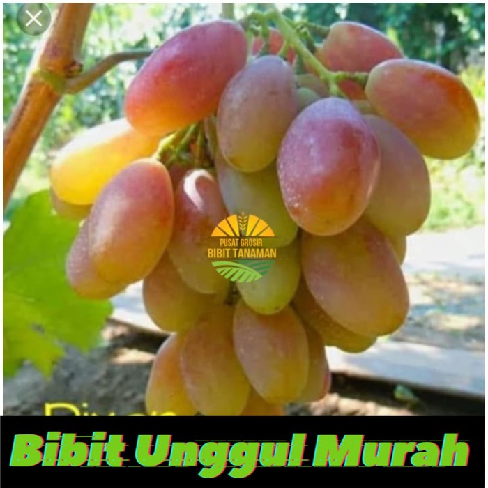 Bibit Anggur Dixon Import Grafting