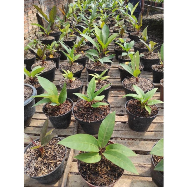 ANTHURIUM HOKERI SUPER RED