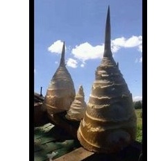 

rebung bambu muda siap olah menjadi makanan spesial