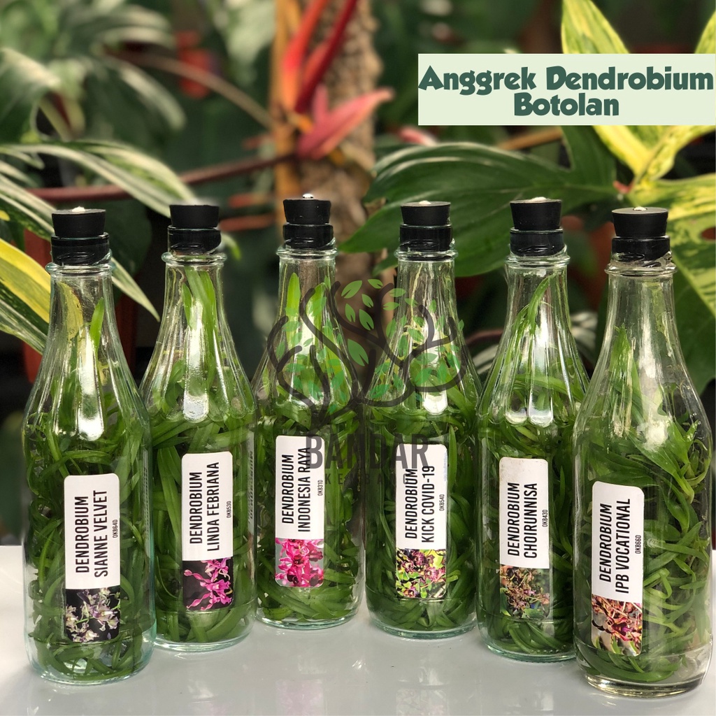 Bibit Anggrek Dendrobium Dalam Botol Anggrek Dendro Primary Hybrid