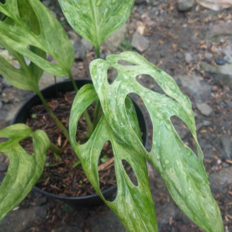 janda bolong varigata lokal