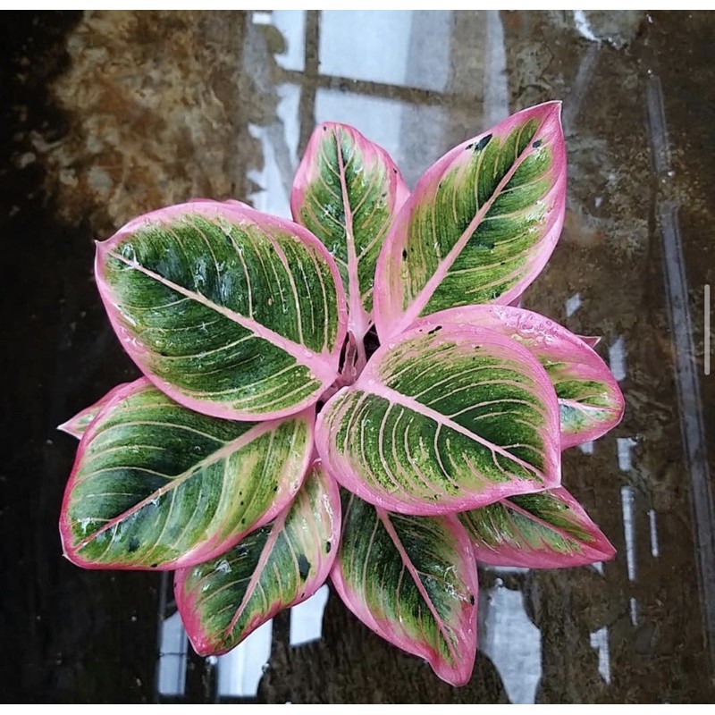  Tanaman  hias aglonema lipstik pink aglaomema tanaman  hidup  