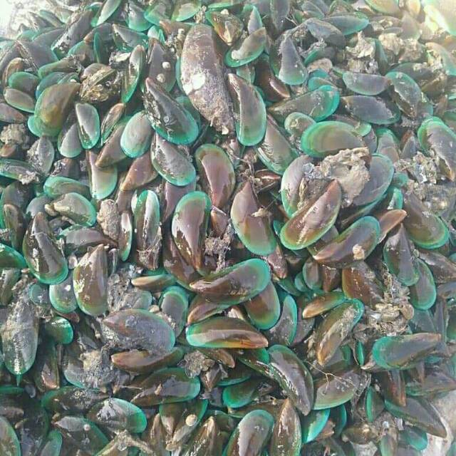 

KERANG HIJAU FRESH
