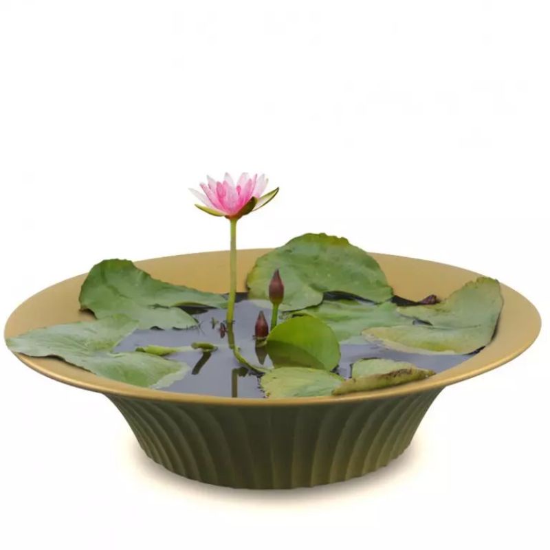 Tanaman Bunga Teratai - Bibit Tanaman Hias Teratai - Tanaman Air / Tanaman Teratai