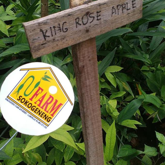 Trend Bibit Jambu Air King Rose Kingrose Apple Jumbo Unggul Super Manis Sell3R