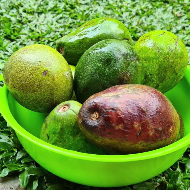 

Buah Alpukat Avokad Alpokat