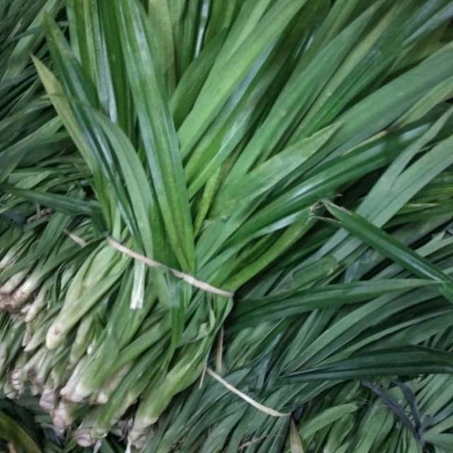 

Daun Pandan Segar organik