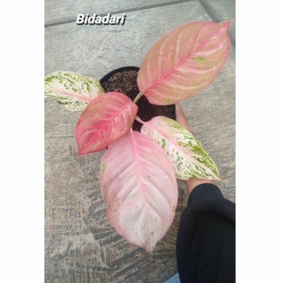 bidadari aglonema