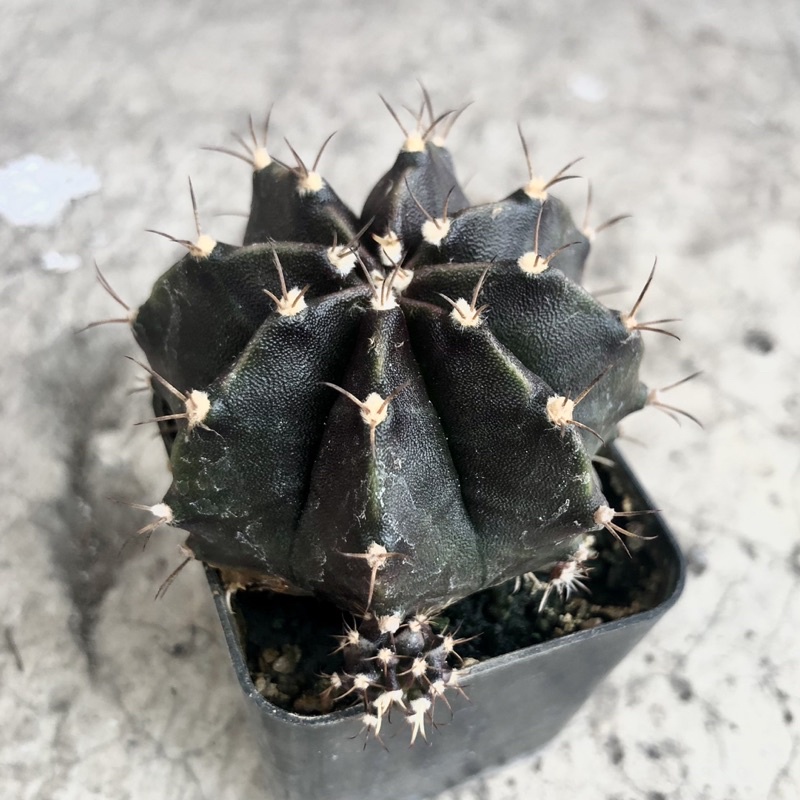 Kaktus Gymno Black Pearl