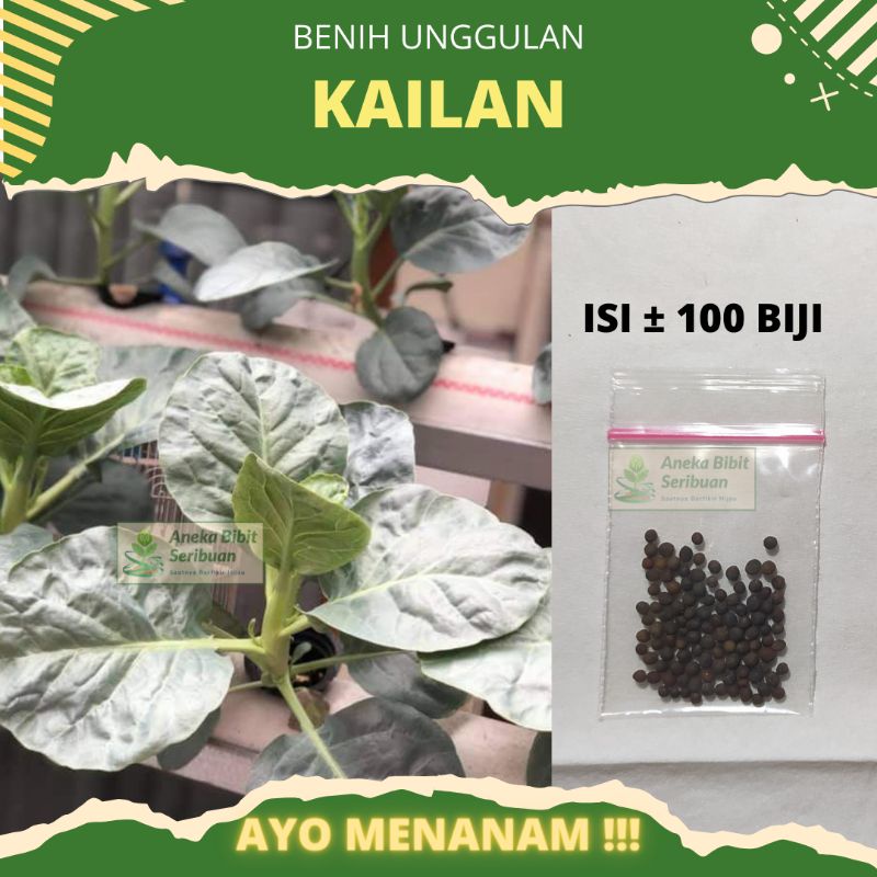 100 biji - Benih Kailan sayuran bibit unggulan