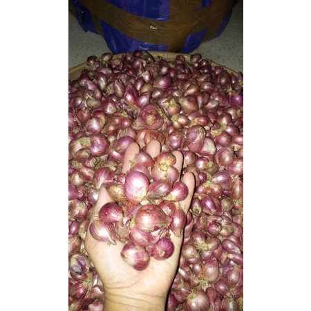 

bawang merah 1kg tanggung