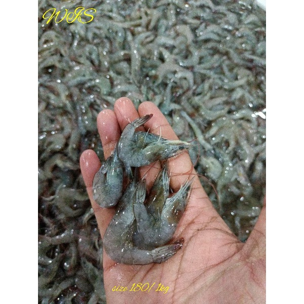 

udang vaname segar udang tambak size 200/1 kg